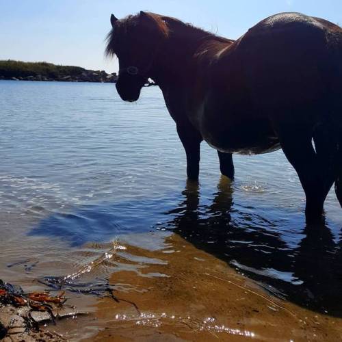 I love my coco #kardashian ❤ @ Weymouth UK #mine #photographers #photos #scenery #landscape #horses 