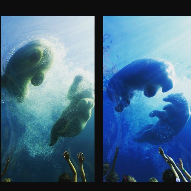 justabebopbaby:  Polar bears  My favorite animal