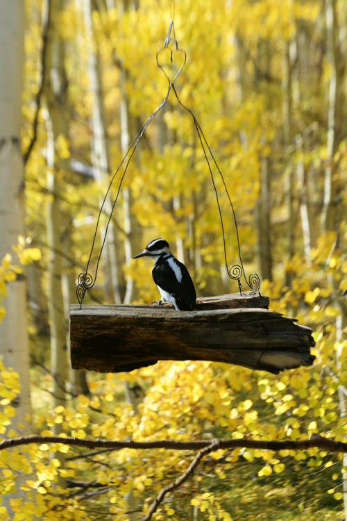 Buzz in the aspens. Hairy woodpecker. Summit County, Colorado. Photo by Amber Maitrejean