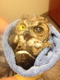 spiralmenace:  madsciences:  becausebirds:  “My relative did an eye exam on a Great-horned Owl”  I was worried it was trauma at first but I’m glad it’s not so I can guiltlessly laugh at this owl  LEFT EYE SEES THE FUTURE, RIGHT EYE SEES THE PAST