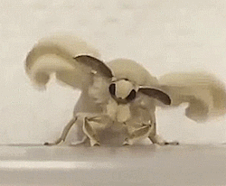 cowboystim:  venezuelan poodle moth