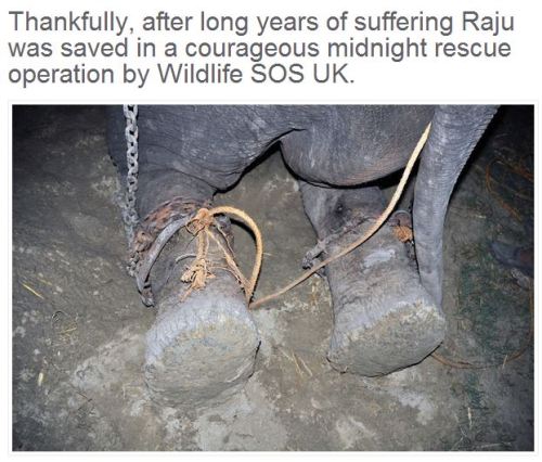 angelclark: Elephant Raju Cries After Being Rescued From 50 Years Of Suffering In Chains  This 