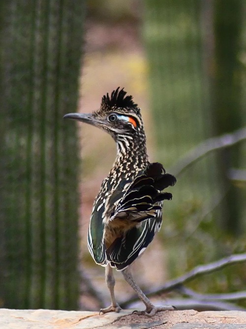 Roadrunner Appreciation Post
