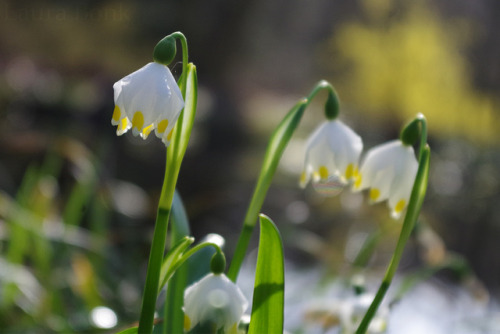 Leucojum sp. and Viburnum x botnantense (hybrid of V. farreri and V. grandiflorium)16-03-2017 // bot