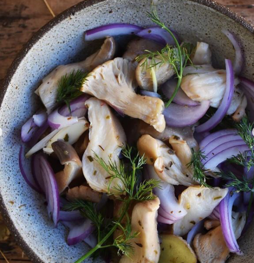 wild-gastronomy:Lacto fermented wild oyster mushrooms pickled in seasoned mugwort beer vinegar and a