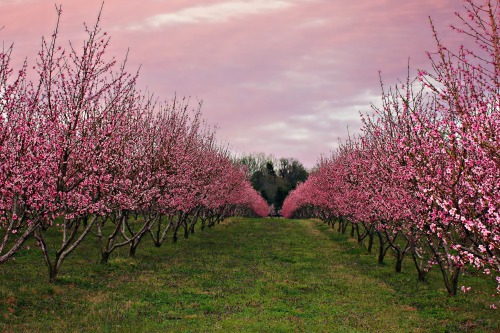 undressedskeleton:Peach Orchard in South Carolina 