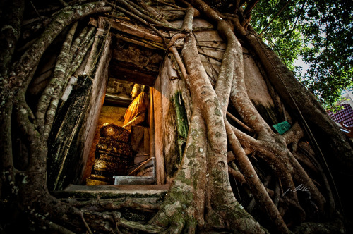 Wat Bang Kung, a temple under a tree, Thailand