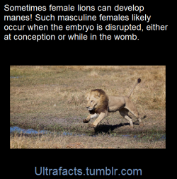 ultrafacts:    If it looks like a male lion and is perceived as a male lion—well, sometimes it isn’t. That’s the case of Africa’s unusual maned lionesses, which sport a male’s luxurious locks and may even fool competitors.   Here is a maned