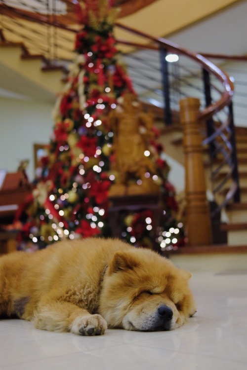 even dogs need a rest from all that holiday cheer