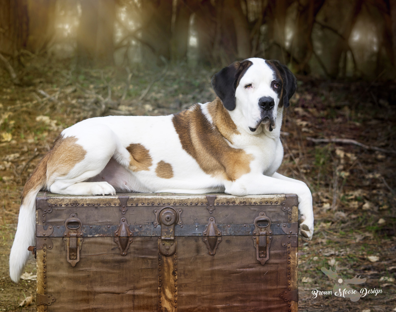 handsomedogs: This is the regal Miss Trudy Brown, she gives squirrels the EYE but