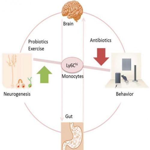 Mouse study finds link between gut bacteria and neurogenesisAntibiotics strong enough to kill off gu