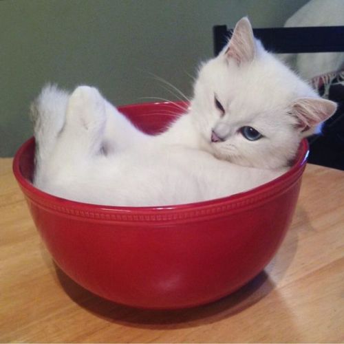 i-raised-you-danker-than-this: everythingfox: mrwolfhare:  everythingfox: A bowl of cat Breakfast  n