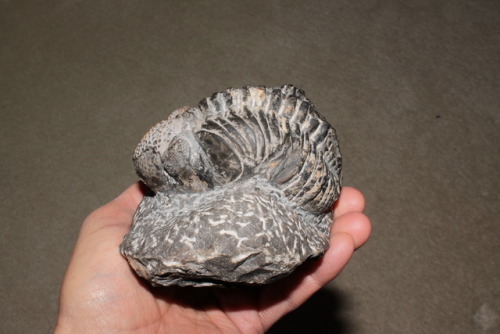 arockmaniac:Phacops.  Devonian.  Morocco.  Six inches from nose to tail. 