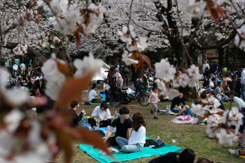 It seemed like the perfect day for viewing the stunning flower-filled trees.With warm temperatures a