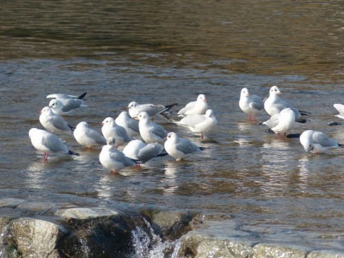 ユリカモメ　black-headed gullTown Birds ～ 街の鳥 ArchiveTown Sparrow ～ 街のすずめ　Archive