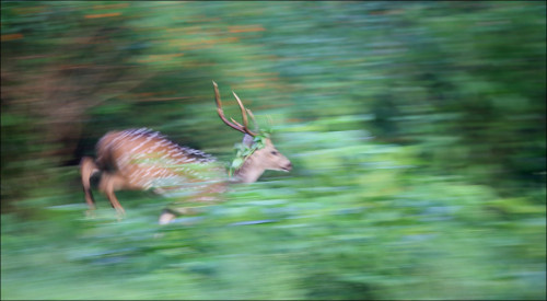 Imperfect is still Beautiful by MaheshSubramanian Yes, I screwed up the shot with the shutter speed.