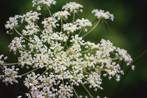 Gambrill State Park, August 2013