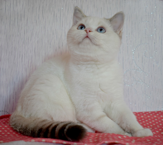 Фото породы Скоттиш - страйт (шотландская прямоухая кошка)