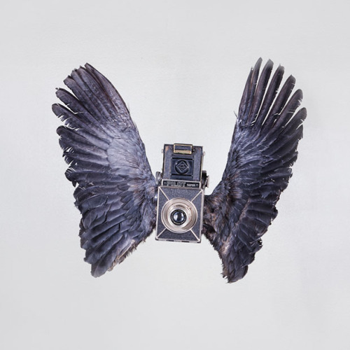 devidsketchbook: BIRDS OF APERTURE  Photographer &amp; designer Paul Octavious [ via:&