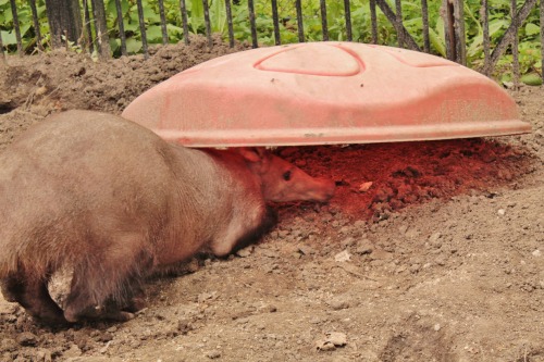 theoldestmanontmblr: This is Willy the aardvark who likes to pretend he is a turtle. The zookeepers 