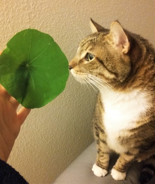 icewindandboringhorror:a nasturtium leaf head boy