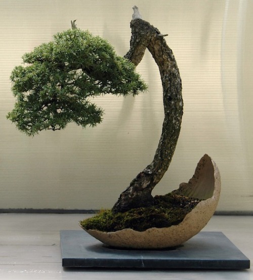 A Mountain Hemlock Bonsai, Just Two Years Old.