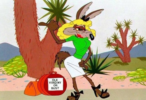 wile e coyote