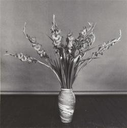 decadediary:  Robert Mapplethorpe, Gladioli