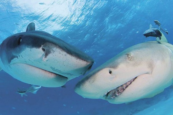 sharkhugger:  Article: Sharks as you won’t see them on Shark Week: Intelligent