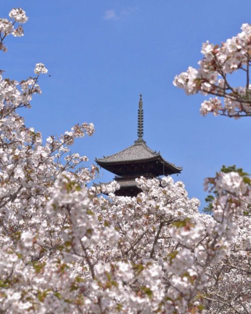 ’ ’ 【京都の桜】仁和寺 御室桜 ’ ’ この桜を見ずして 京都の桜を語るべからず… ’ ’ 満開過ぎではあったけど、 今年は