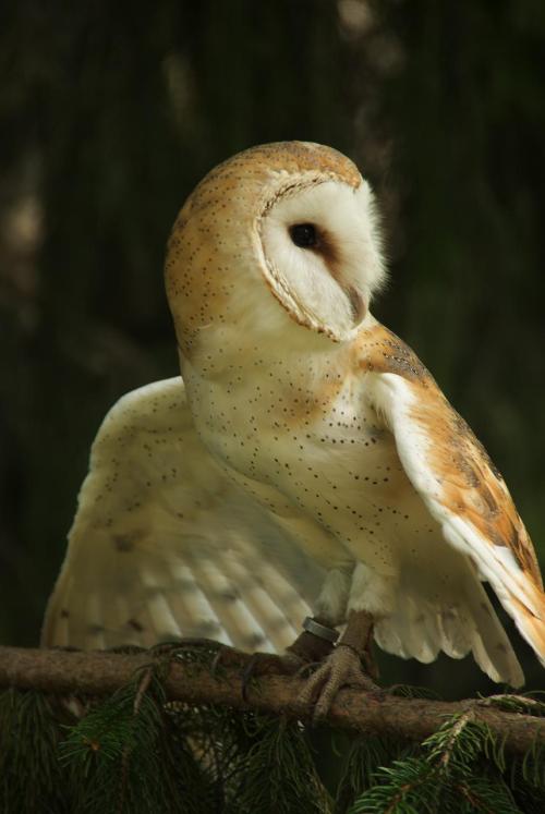 wild-diary: Barn Owl | John Piercy