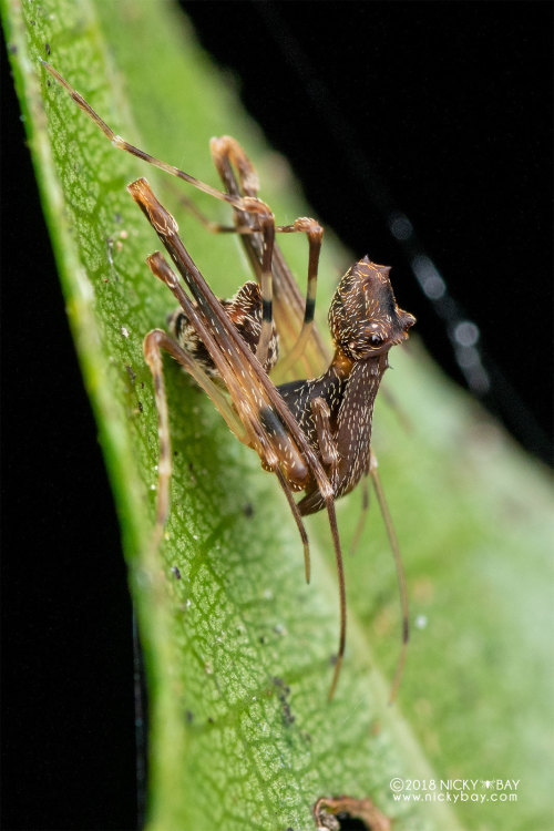 onenicebugperday:Pelican spider, Eriauchenius sp.,ArchaeidaeAlso called assassin spiders, Archaeidae