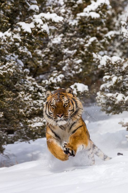 Porn Pics vurtual:  Tiger jumping in snow (by Christophe