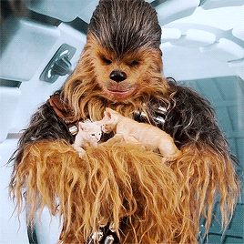 zombooyah2thesequel:Chewbacca Plays with Kittens - Video