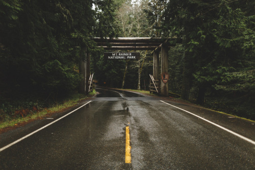 noisybears: the great pacific northwest