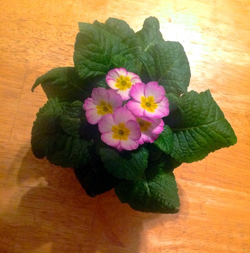 Primroses: They get us through winter!™