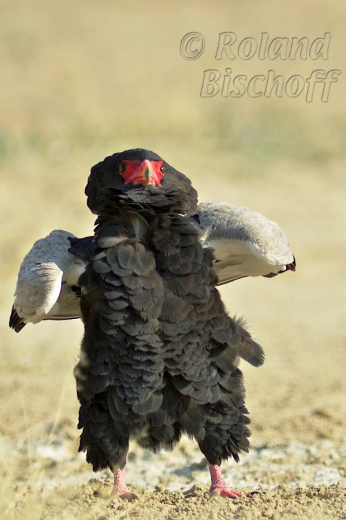 Bateleur (Terathopius ecaudatus) © Roland Bischoff