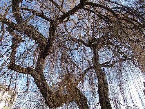 Old trees from the city Wroclaw, Poland.