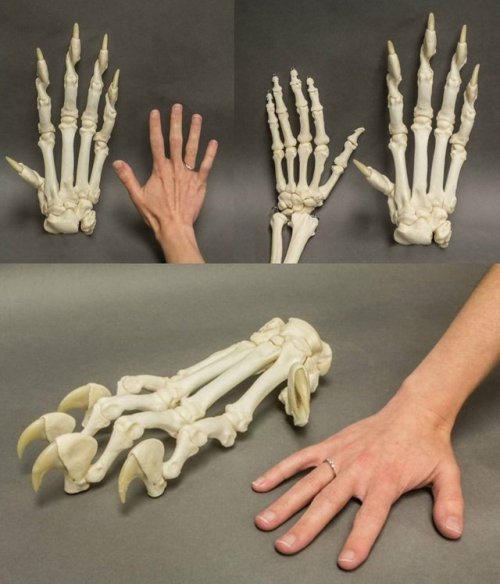 People compared with tiger paw.