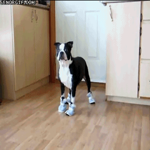 moonstresss:  The best dog gifs of all time. Ever. Ever. Ever, Ever. 