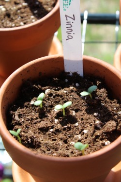 radiantpetalss:happy to see my zinnia seedlings