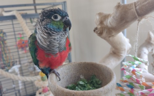 Random encounter: This bird appears offering you its bowl of kale, what do you do?