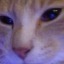 finnnleyscat
