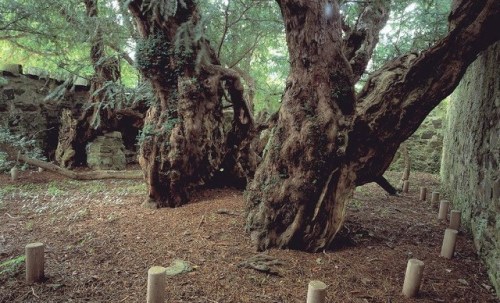 woodlandtrust: Protecting UK trees: the oldest and important trees in the UK Some of the UK’s 