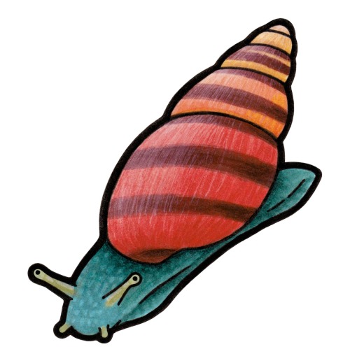 Broad-banded Tree Snail (Drymaeus laticinctus)This rare tree snail can be found on the island of Dom