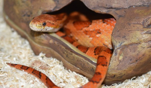 micvic90:My pretty liittle corn snakes.