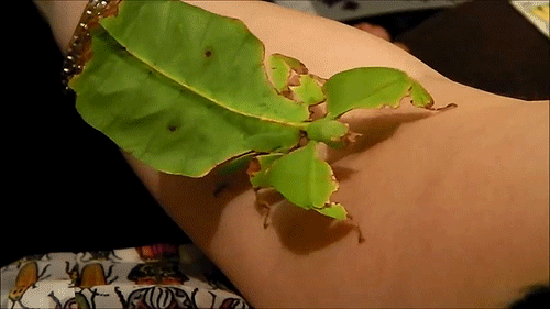 freezingbones:  confusingwiring:  geologyboy:  bogleech:  florafaunagifs:  Leaf bug (Phyllium giganteum)  The constant wobbling as they move is a part of their disguise, making it seem as though the “leaf” is only moving because of a light breeze.