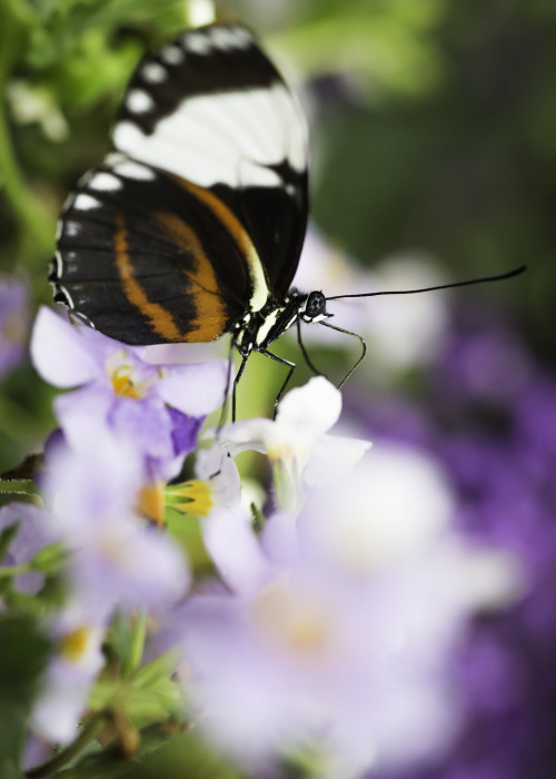 Tiger Longwing Butterfly by Paul E.M.