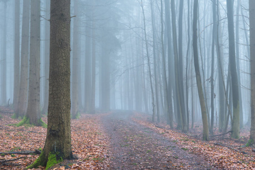 Nebelwald by Olaf Schmidtke