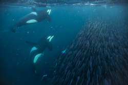 theincredibleorca:  Orcas hunt herring in